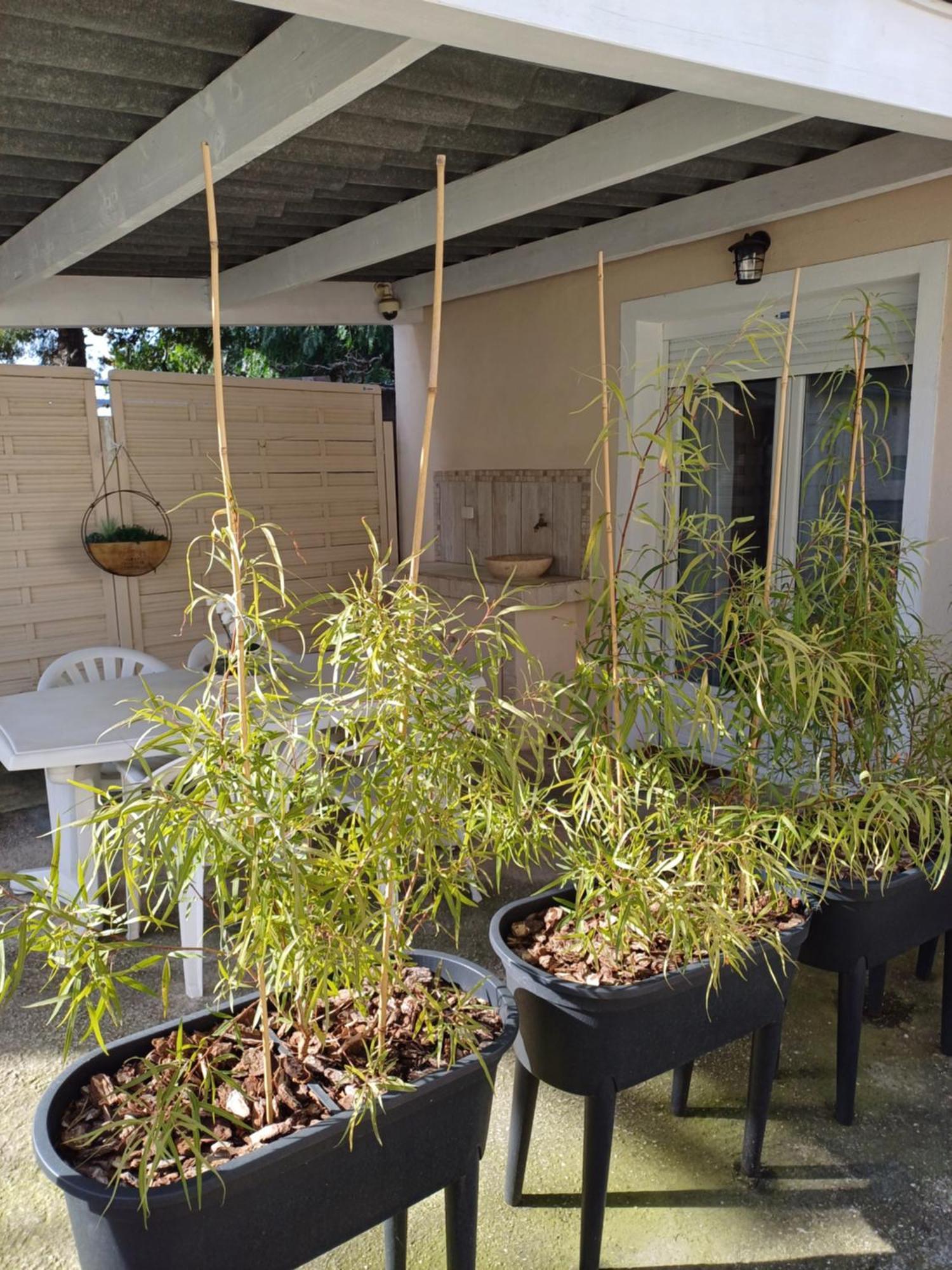 Maisonnette Avec Pergola *